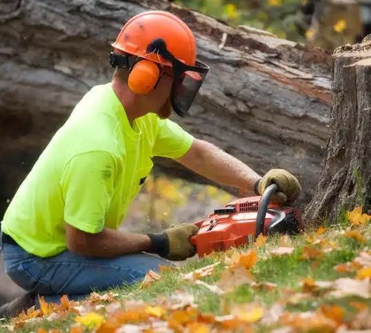 tree services Landis